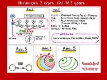 ✅ ИНГЛİИЗМЪ. 2 КУРСЪ. 10.2 УРОКЪ. ТЕМА: ТЕМА:РОДЪ, РОДОПЛЕМЕННЫЕ СОЮЗЫ, ДЕРЖАВА.